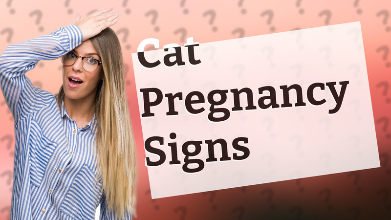Cat Pregnancy Signs