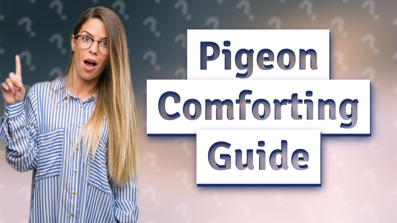 Pigeon Comforting Guide