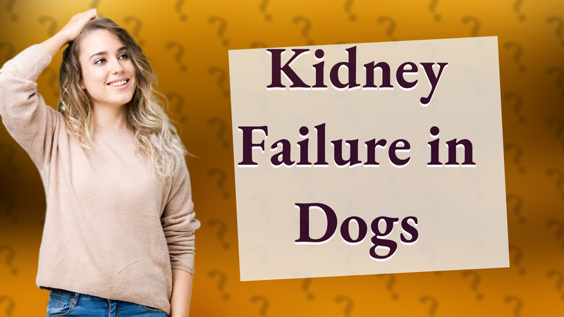 Kidney Failure in Dogs