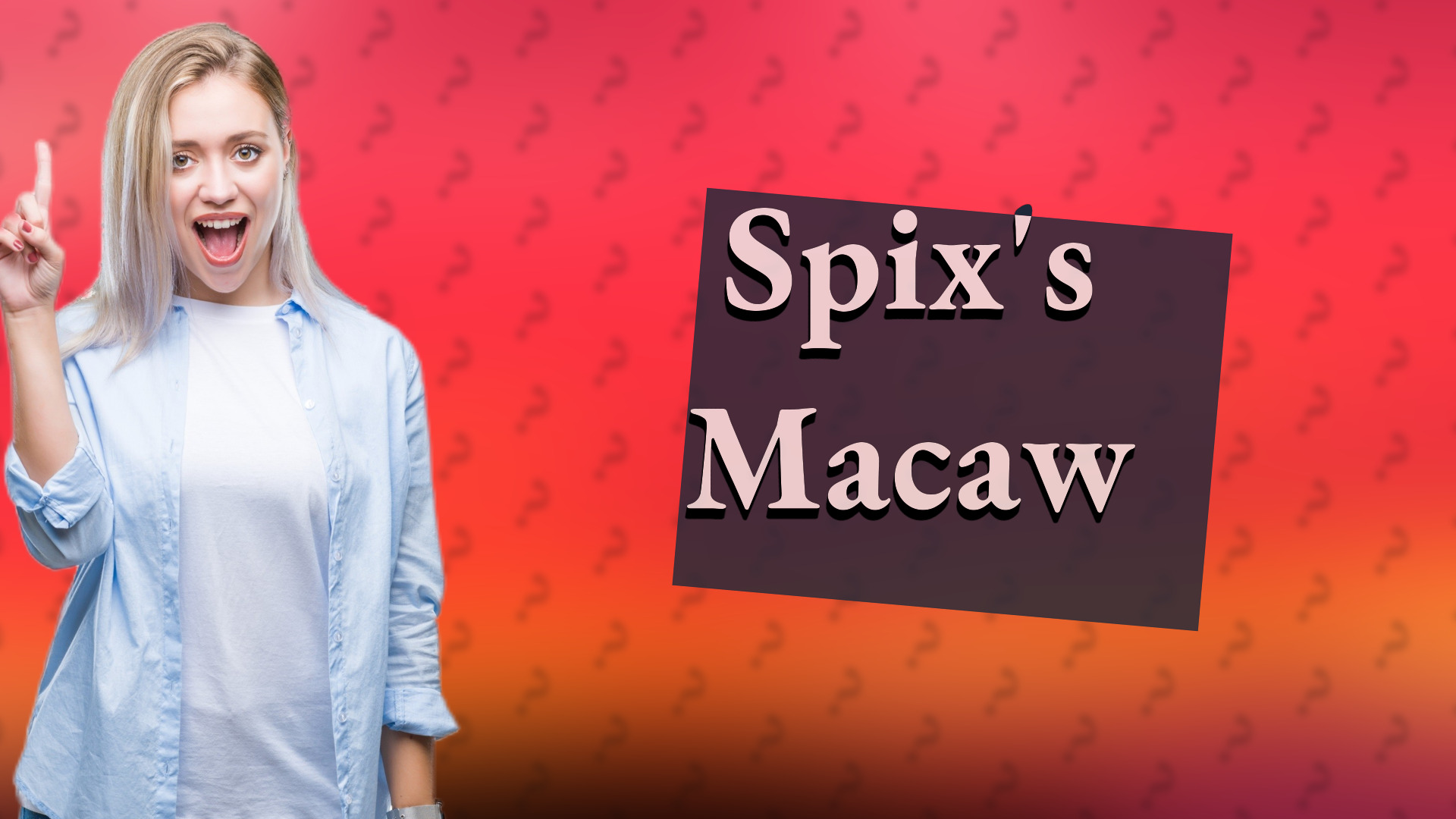 Spix's Macaw
