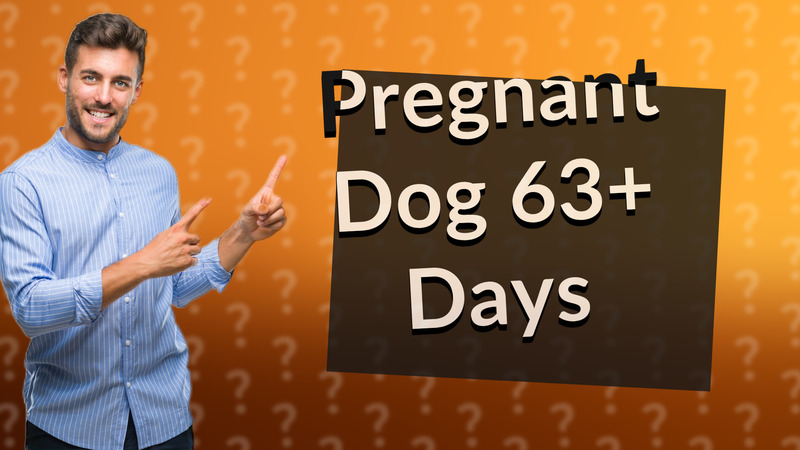 Pregnant Dog 63+ Days