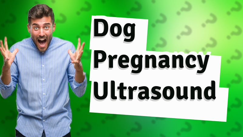 Dog Pregnancy Ultrasound