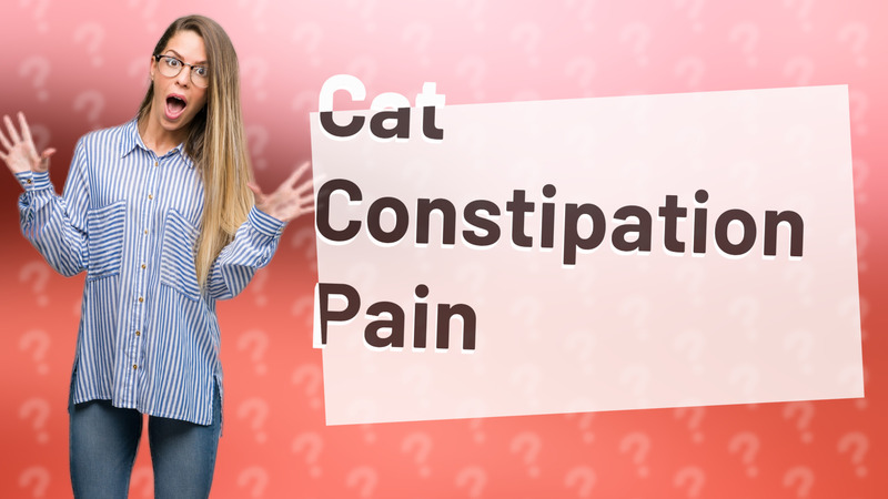 Cat Constipation Pain