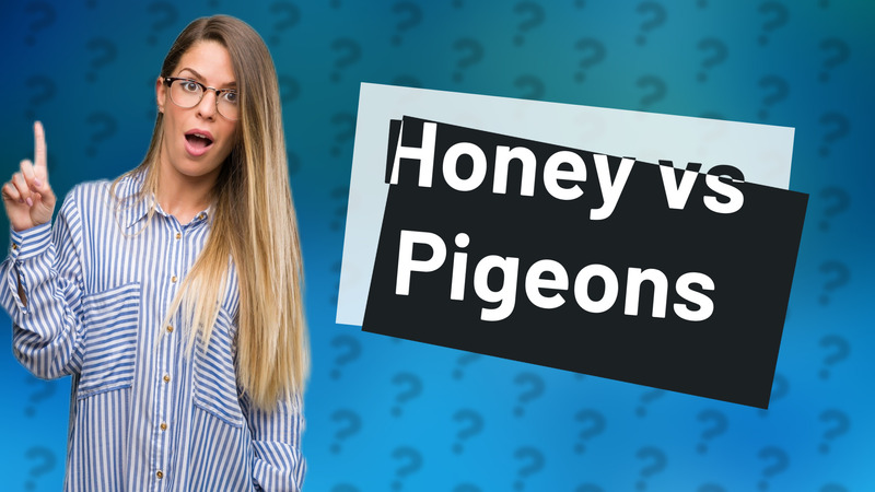 Honey vs Pigeons