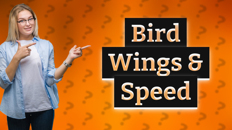Bird Wings & Speed