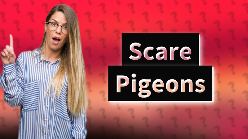 Scare Pigeons