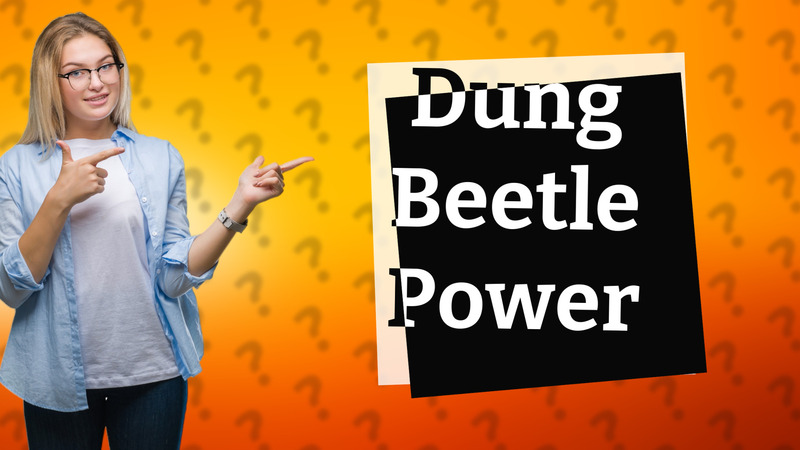 Dung Beetle Power