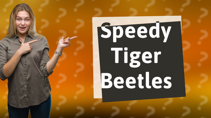 Speedy Tiger Beetles