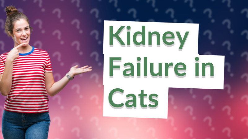Kidney Failure in Cats