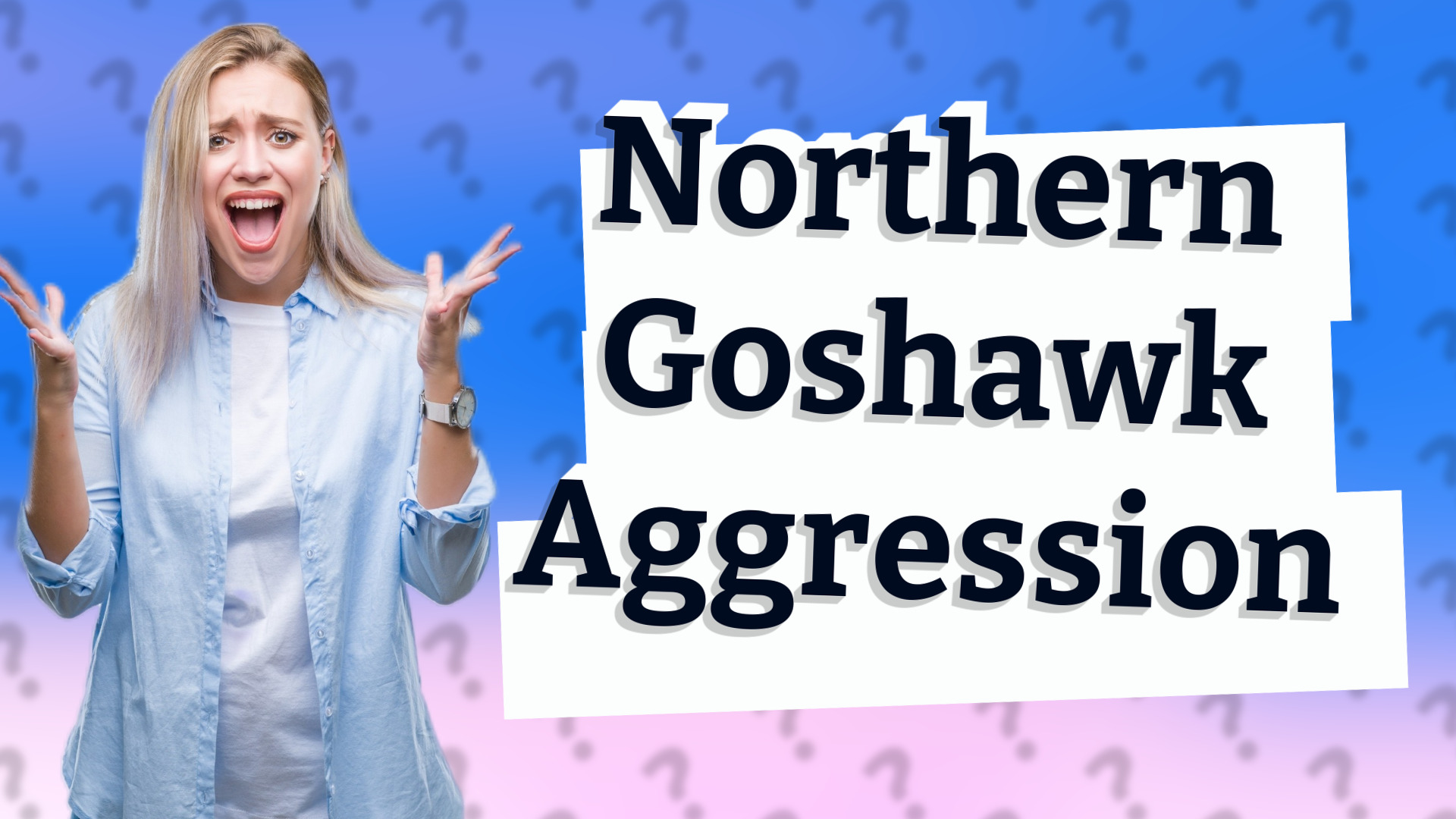 Northern Goshawk Aggression