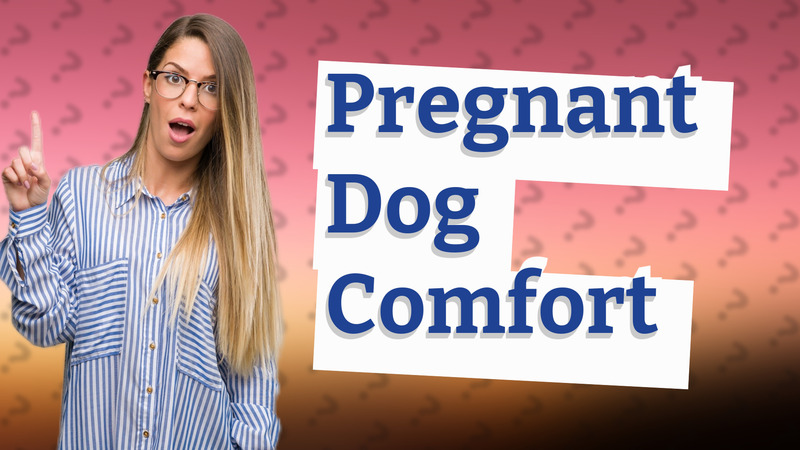 Pregnant Dog Comfort