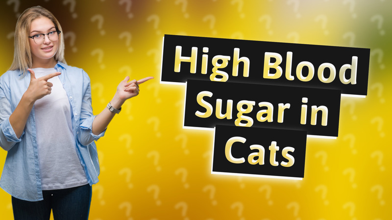 High Blood Sugar in Cats