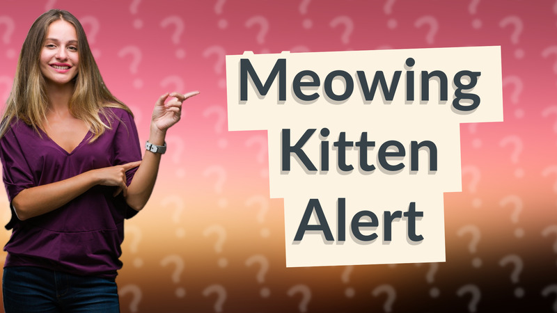 Meowing Kitten Alert