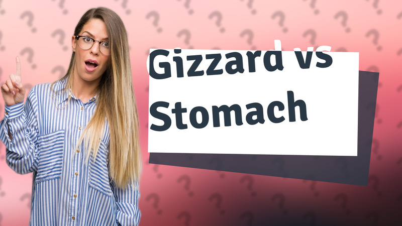 Gizzard vs Stomach