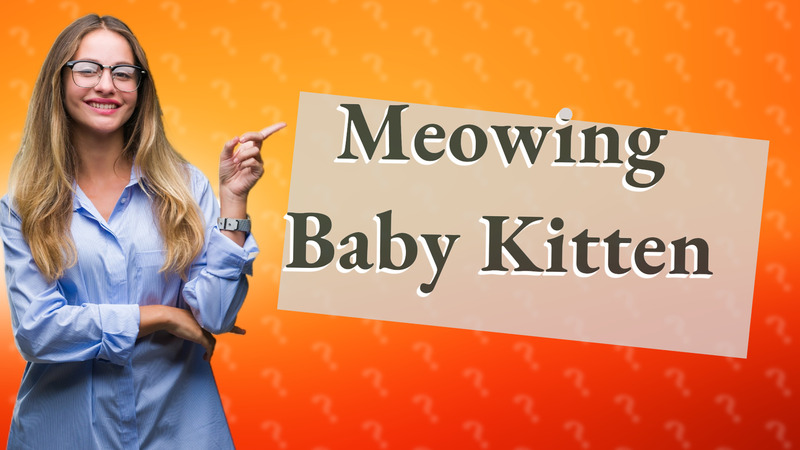 Meowing Baby Kitten