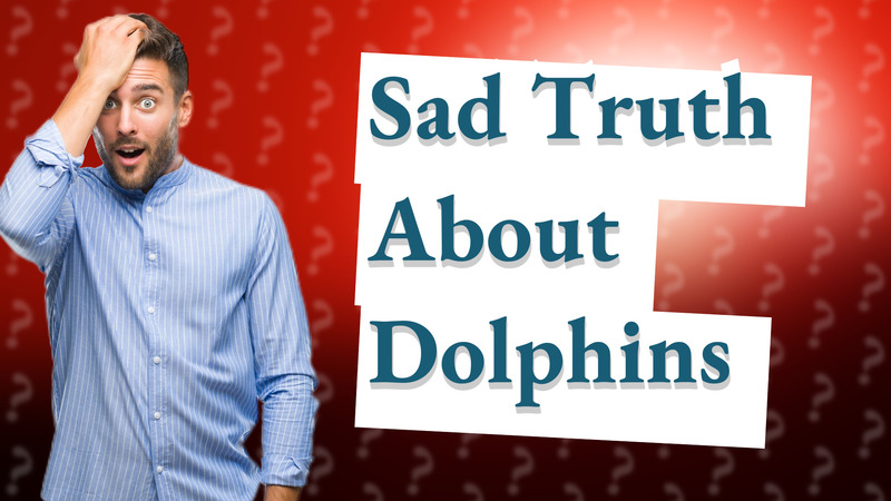 Sad Truth About Dolphins