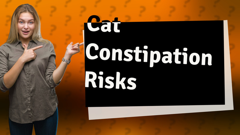 Cat Constipation Risks