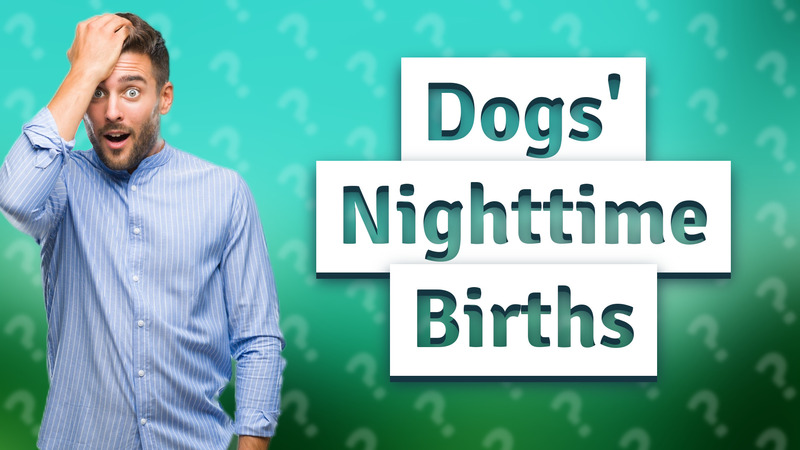 Dogs' Nighttime Births