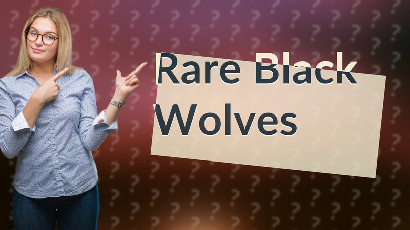 Rare Black Wolves