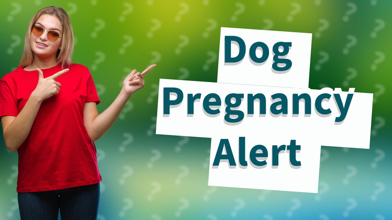 Dog Pregnancy Alert
