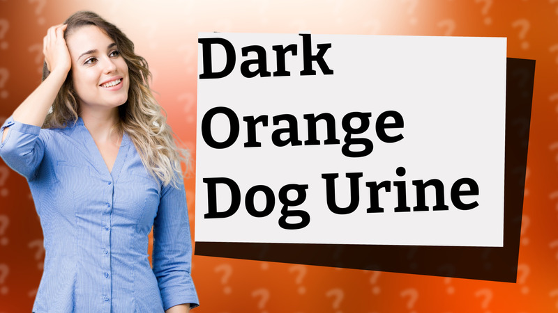 Dark Orange Dog Urine