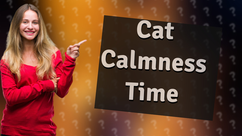 Cat Calmness Time
