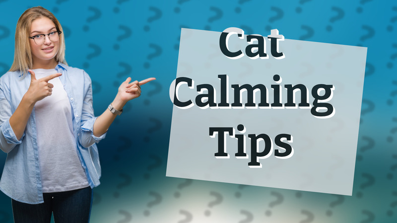 Cat Calming Tips
