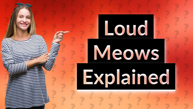 Loud Meows Explained
