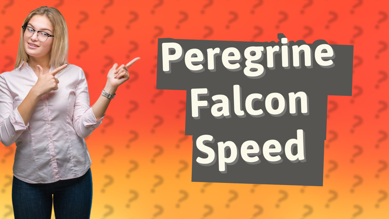 Peregrine Falcon Speed