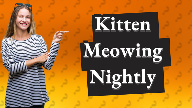 Kitten Meowing Nightly