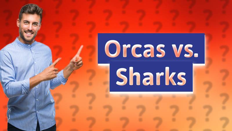 Orcas vs. Sharks