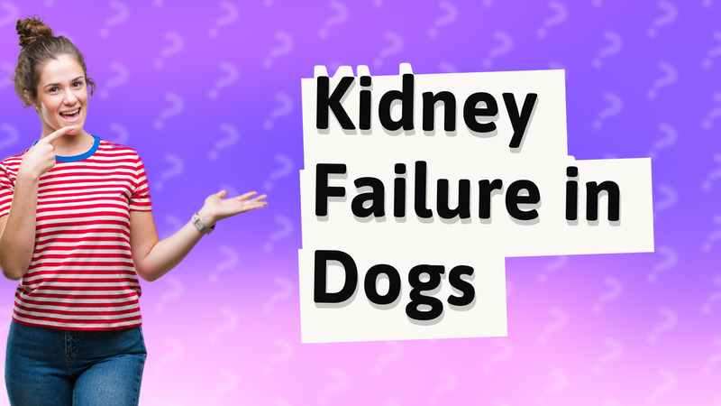 Kidney Failure in Dogs