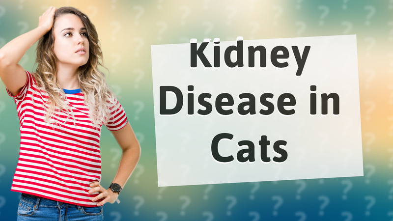Kidney Disease in Cats
