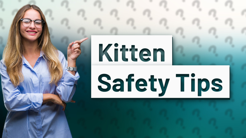 Kitten Safety Tips