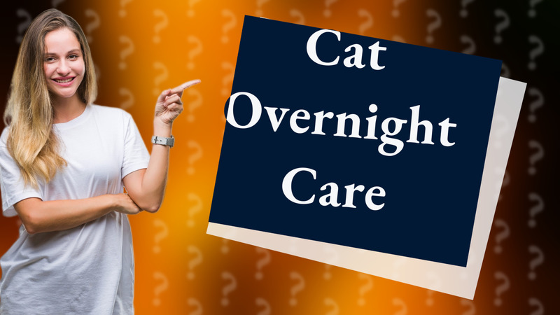 Cat Overnight Care