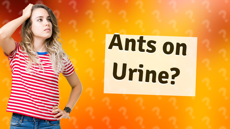 Ants on Urine?