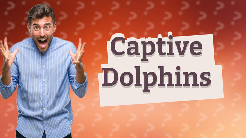 Captive Dolphins