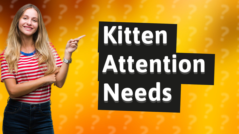 Kitten Attention Needs