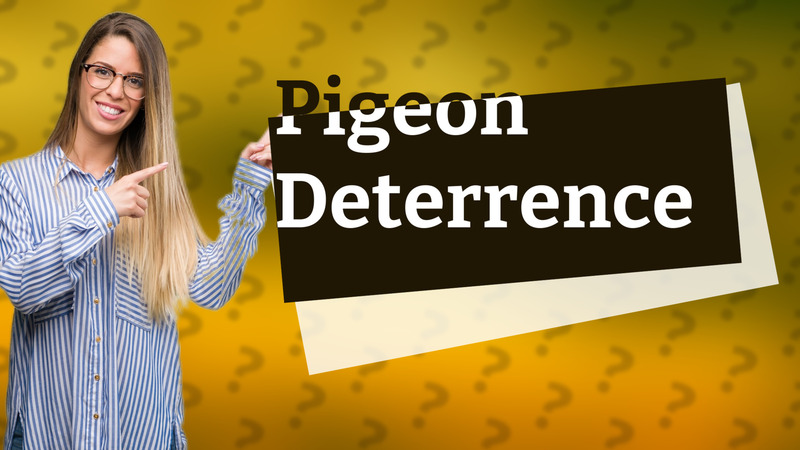 Pigeon Deterrence