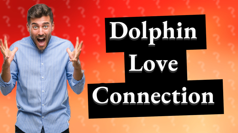 Dolphin Love Connection