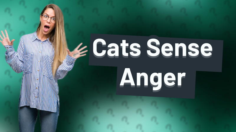 Cats Sense Anger