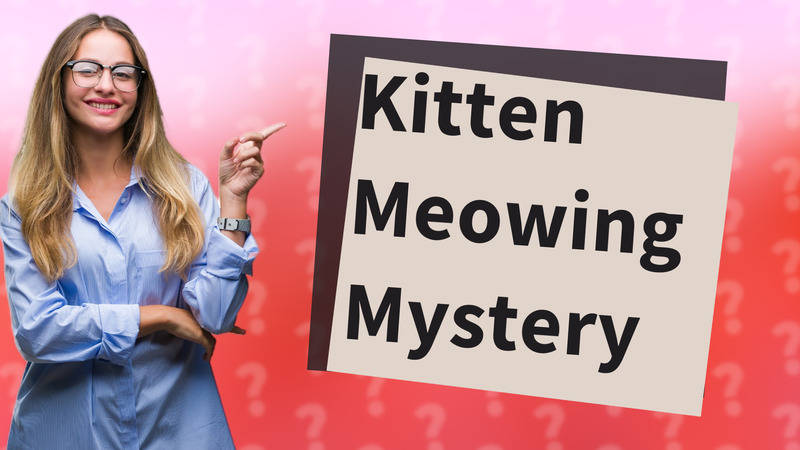 Kitten Meowing Mystery