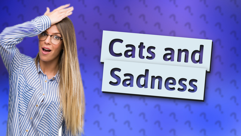 Cats and Sadness