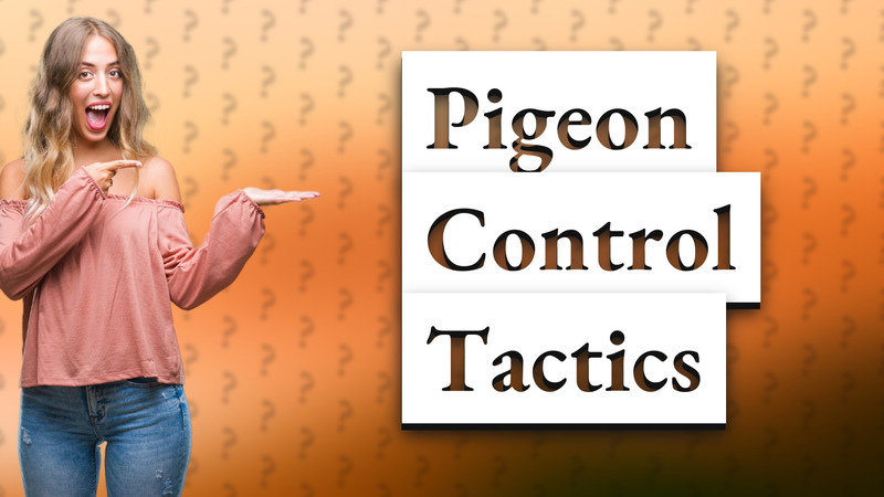 Pigeon Control Tactics