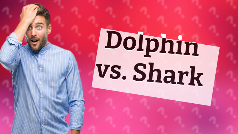 Dolphin vs. Shark