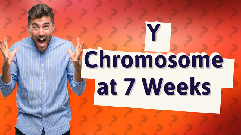 Y Chromosome at 7 Weeks