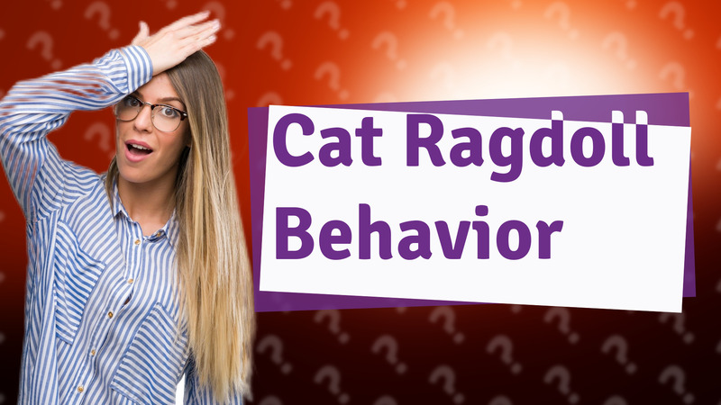 Cat Ragdoll Behavior
