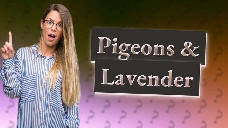 Pigeons & Lavender