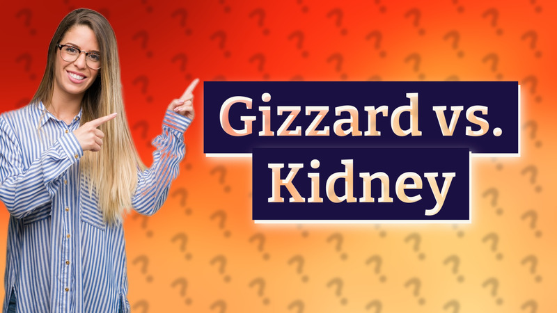 Gizzard vs. Kidney