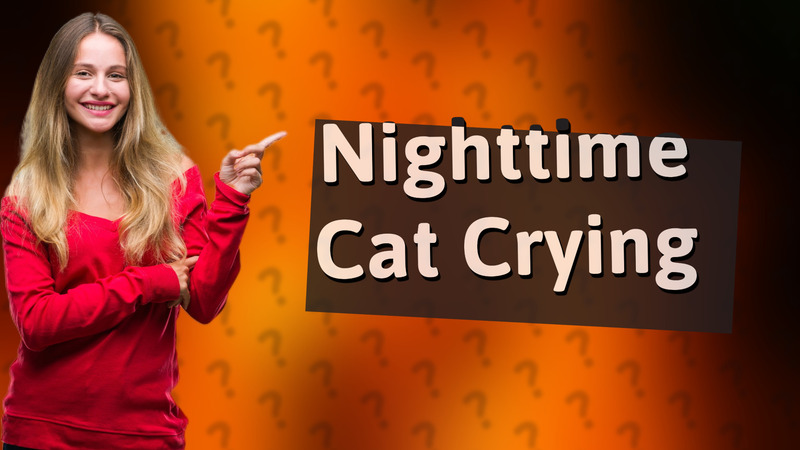 Nighttime Cat Crying